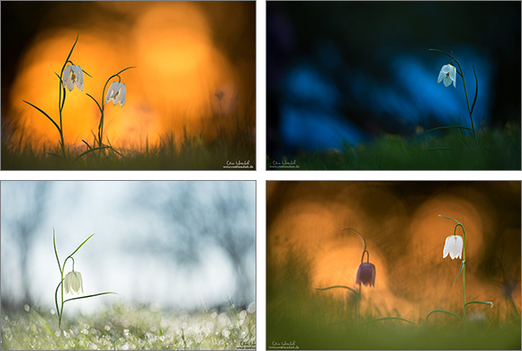 Faszination Schachbrettblumen