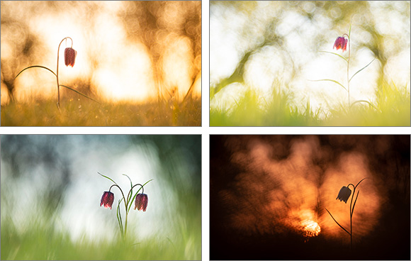 Schachbrettblumen Workshop